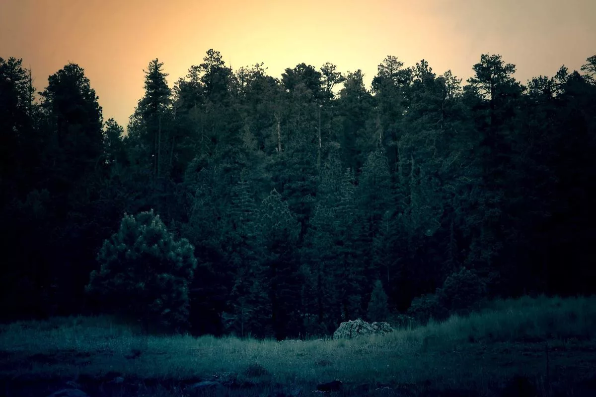 Dense, evergreen forest at sunset, with a grassy foreground.