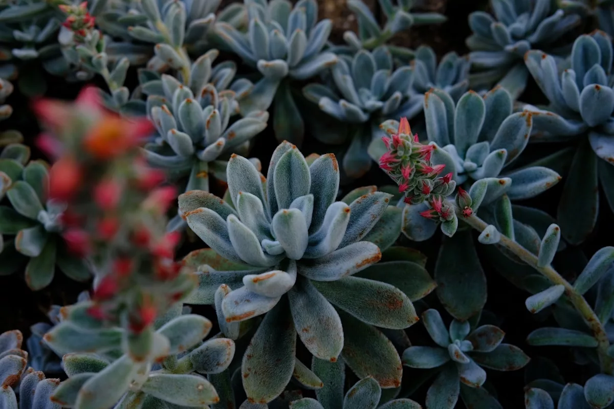 a group of succulents growing in a garden